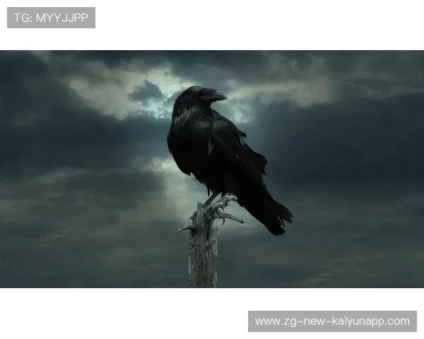 乌鸦攻防两端均衡，赢下分区关键战，乌鸦打法