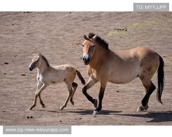 美国传统马术赛事“Mustang Challenge”在拉斯维加斯成功举办，吸引众多观众参与。